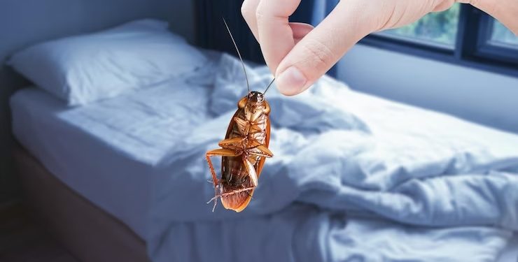 Débarras maison Paris, Punaise de lit